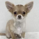 チワワ(ロング)