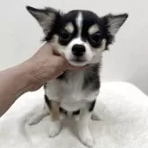 チワワ(ロング)