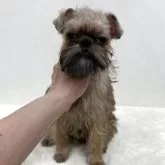 ブリュッセルグリフォン