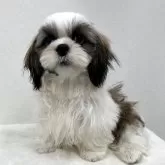 シーズー
