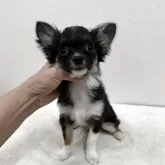 チワワ(ロング)