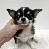 チワワ(ロング)