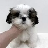 シーズー