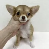 チワワ(ロング)
