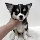 チワワ(ロング)