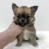 チワワ(ロング)
