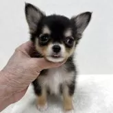 チワワ(ロング)