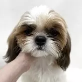 シーズー