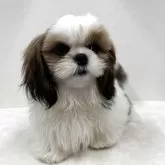 シーズー