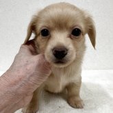 チワックス(チワワ×ダックスフンド)