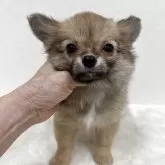 チワワ(ロング)