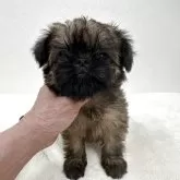 ブリュッセルグリフォン