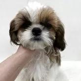 シーズー
