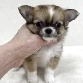 チワワ(ロング)