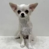 チワワ(ロング)