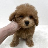 トイプードル(ティーカップ)