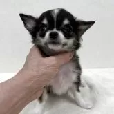 チワワ(ロング)