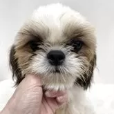 シーズー