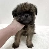 ブリュッセルグリフォン