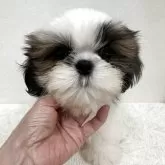 シーズー