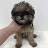 ブリュッセルグリフォン
