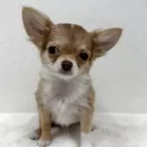 チワワ(ロング)