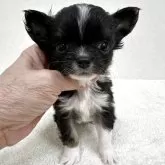 チワワ(ロング)