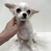 チワワ(ロング)
