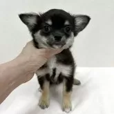 チワワ(ロング)