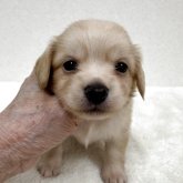 チワックス(チワワ×ダックスフンド)