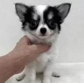 チワワ(ロング)