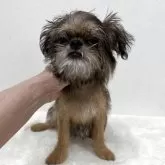 ブリュッセルグリフォン【東京都・男の子・2025年8月2日・レッド】の写真1