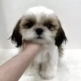 シーズー