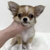 チワワ(ロング)