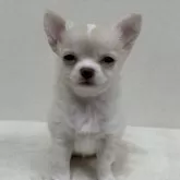 チワワ(ロング)【東京都・女の子・2025年1月24日・クリーム&ホワイト】の写真1