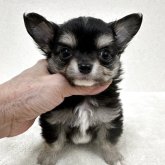 チワワ(ロング)