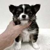 チワワ(ロング)