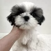 シーズー