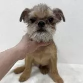 ブリュッセルグリフォン