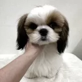 シーズー