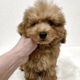 トイプードル(ティーカップ)