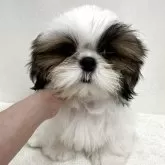 シーズー