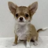 チワワ(ロング)