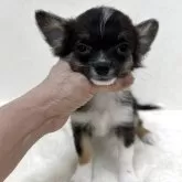 チワワ(ロング)