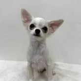 チワワ(ロング)