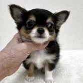チワワ(ロング)