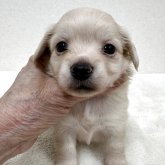 チワックス(チワワ×ダックスフンド)