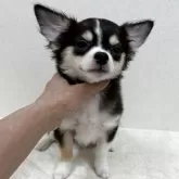 チワワ(ロング)