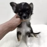 チワワ(ロング)