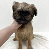 ブリュッセルグリフォン